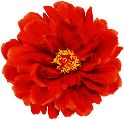 Red peony flower  on  isolated background with clipping path. Closeup. For design. Transparent...