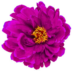Obraz premium Purple peony flower on isolated background with clipping path. Closeup. For design. Transparent background. Nature.