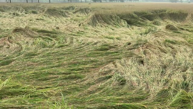 Rice plants fallen. Falling rice in the field. Rice damage. rice fallen due to strong winds and rain.Panorama of falling field. Because of broken straws and hence more difficult to harvest. 