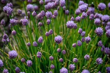 Schnitt onion blooms in the garden with lilac flowers on a summer day.