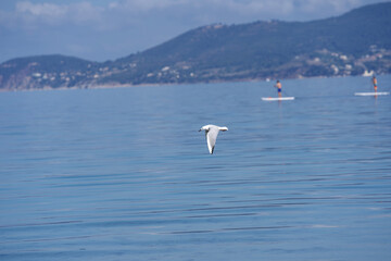 Fototapeta na wymiar Seagull flying at seashore of Mediterranean Sea at Giens Peninsula on a sunny late spring day. Photo taken June 10th, 2023, Giens, Hyères, France.