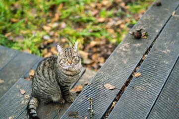 a tabby cat patiently waiting to let into a hose, outdoor shot