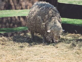 Rich Fur Sheep