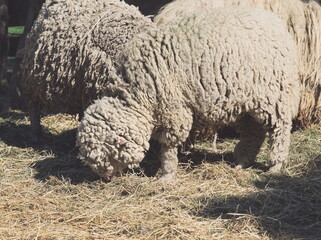 Rich Fur Sheep - 678590222