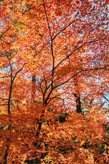 Fototapeta na wymiar Beautiful maple trees during the autumn season in Japan.