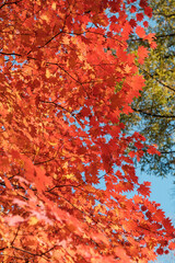 Beautiful maple trees during the autumn season in Japan.