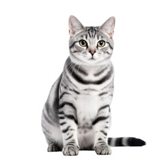 Obraz premium Portrait of a Grey Striped Domestic Cat