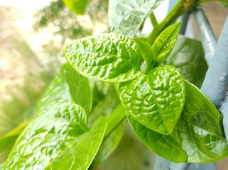 Fresh Spinach leaves