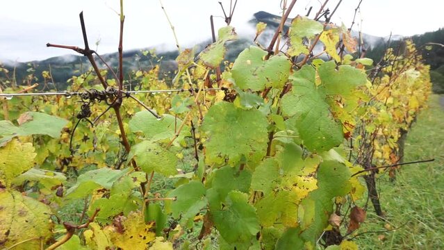 Okondo, Alava, Pa&iacute;s Vasco, Espa&ntilde;a. Cepas de una vi&ntilde;a de vino blanco en oto&ntilde;o y monta&ntilde;as con niebla