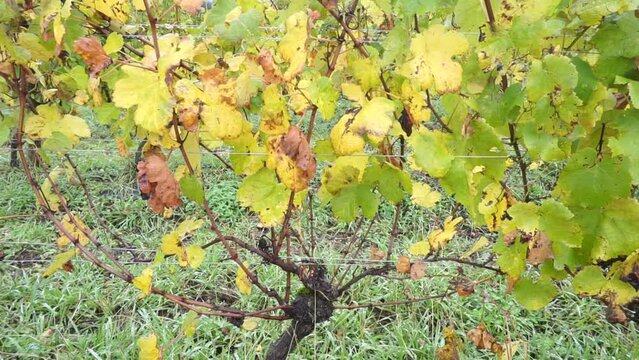 Okondo, Alava, País Vasco, España. Cepas de una viña de vino blanco en otoño y montañas con niebla