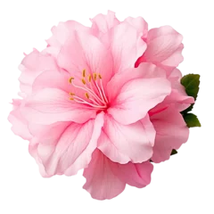 Fototapeten Pink Azalea Blossom Isolated on Clear Backdrop © leftmade