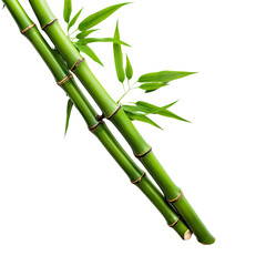 Fresh Bamboo Shoots on Clear Background, Natural Look
