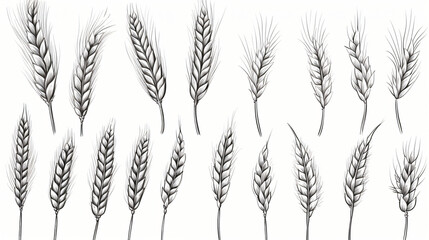 Set of wheat ears isolated. Hand drawings sketch