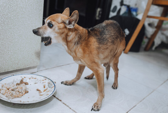 An old little blind sick toothless purebred brown dog toy terrier, chihuahua eats food with his mouth open. Photograph of the animal.