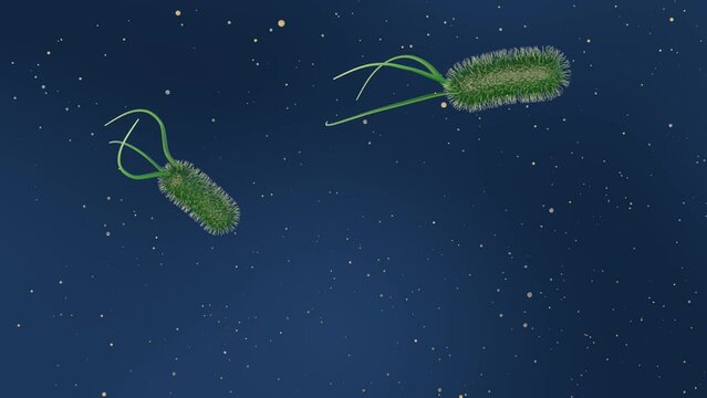 A 3D animation of Escherichia coli, commonly known as E. coli, illustrates its role as a bacterium typically found in the lower intestine of warm-blooded organisms