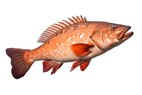 Ocean Fish Isolated on Transparent Background, Ai