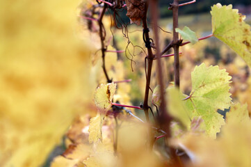 Vine leaves in autumn - Alsace - France