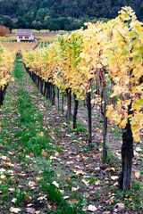 Alsace vineyards - France