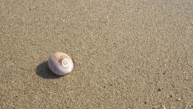 【夏時間】砂浜に打ち寄せる波と貝殻