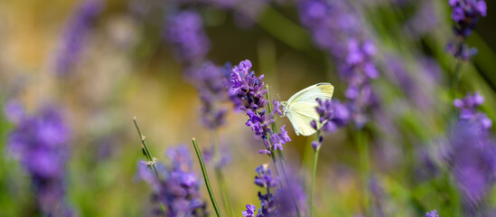 Butterflies on spring lavender flowers under sunlight. Beautiful landscape of nature with a panoramic view. Hi spring. long banner