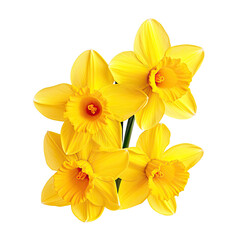Bright Daffodils Blossoms Isolated