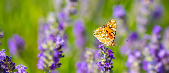 Butterflies on spring lavender flowers under sunlight. Beautiful landscape of nature with a panoramic view. Hi spring. long banner