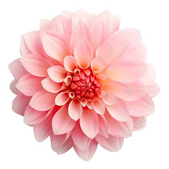 Pink Dahlia Isolated