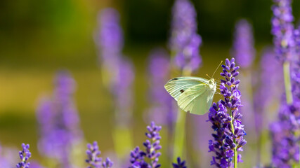 Butterflies on spring lavender flowers under sunlight. Beautiful landscape of nature with a panoramic view. Hi spring. long banner