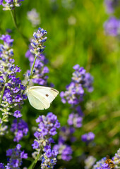 Butterflies on spring lavender flowers under sunlight. Beautiful landscape of nature with a panoramic view. Hi spring. long banner