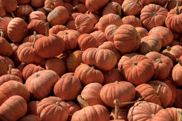 Colorful pumpkins in a large box
