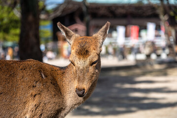 Close-up Deer relax in sunshine in the Miyajima on New Year Japanese Hatsumode holiday. In here, the deers are freely roaming around the island and not afraid to interact with visitors. Hiroshima city