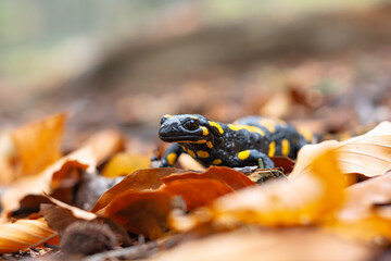 Spotted adult fire salamander in orange leaves in autumn forest. Wildlife photography