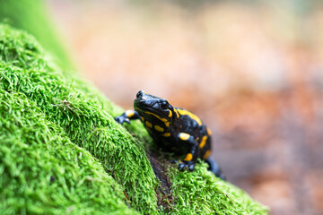 Spotted adult fire salamander on green moss in autumn forest. Wildlife photography