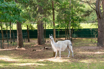 White llama in the animal park among the trees. © Anastasia