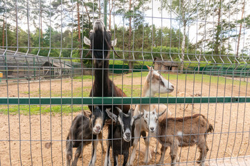 Herd of goats look over the fence at the zoo. Curious hornless goat looking at the camera.