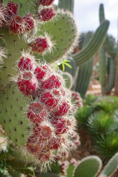 Mallorca, Spain - Nov 1, 2023: Prickly Pear Cactus at the Botanicactus Botanical Gardens