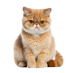 Grumpy Exotic Shorthair Cat Isolated - obrazy, fototapety, plakaty