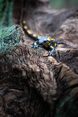 An adult fire salamander, marked with distinctive spots, explores an ancient mossy tree stump in the autumn forest. A captivating moment in wildlife photography