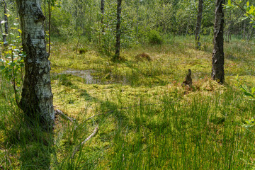 Naturschutzgebiet Wiesbüttmoor zwischen den Ortschaften Wiesen und Flörsbach im Naturpark Spessart, Hessen, Bayern, Deutschland