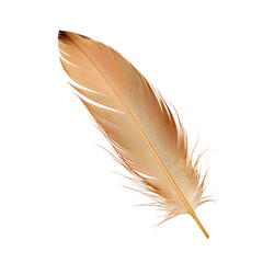 Brown Feather Isolated
