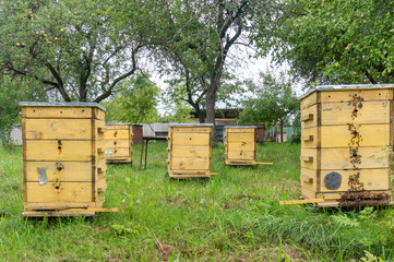Five wooden beehives with bees in the apple orchard. Beekeeping on the apiary.