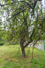  apple orchard. Green apples on a branch in a garden in the village