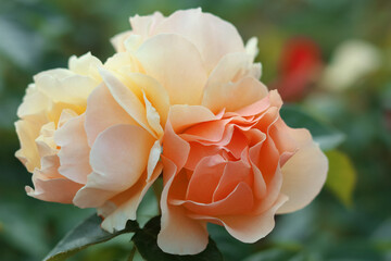 Flower of yellow Rose in the summer garden. Three yellow  orange koral roses. - obrazy, fototapety, plakaty