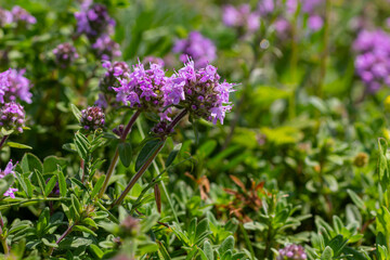 Blossoming fragrant Thymus serpyllum, Breckland wild thyme, creeping thyme, or elfin thyme close-up, macro photo. Beautiful food and medicinal plant in the field in the sunny day