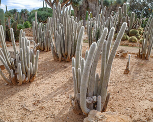 Mallorca, Spain - Nov 1, 2023: Cacti and exotic plant species at the Botanicactus Botanical Gardens