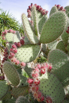 Mallorca, Spain - Nov 1, 2023: Prickly Pear Cactus at the Botanicactus Botanical Gardens