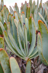 Mallorca, Spain - Nov 1, 2023: Cacti and exotic plant species at the Botanicactus Botanical Gardens