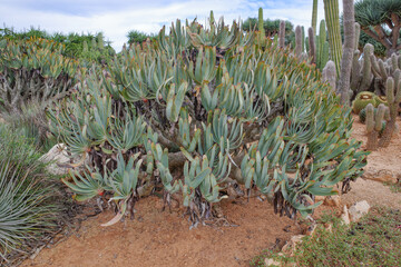 Mallorca, Spain - Nov 1, 2023: Cacti and exotic plant species at the Botanicactus Botanical Gardens