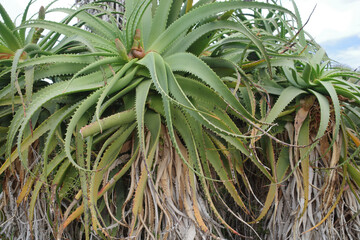 Mallorca, Spain - Nov 1, 2023: Cacti and exotic plant species at the Botanicactus Botanical Gardens
