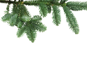 Christmas tree branch on isolated white background. Winter holiday element for greeting card,...